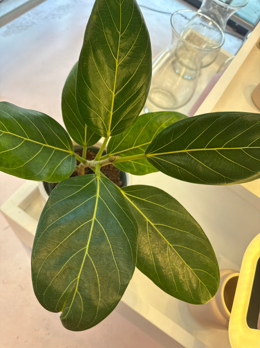 Ficus Audrey: Ficus benghalensis - 6 inch pot