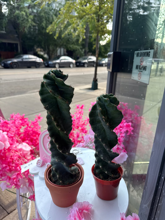 Twisted Cactus: Cereus spiralis - 4 inch pot