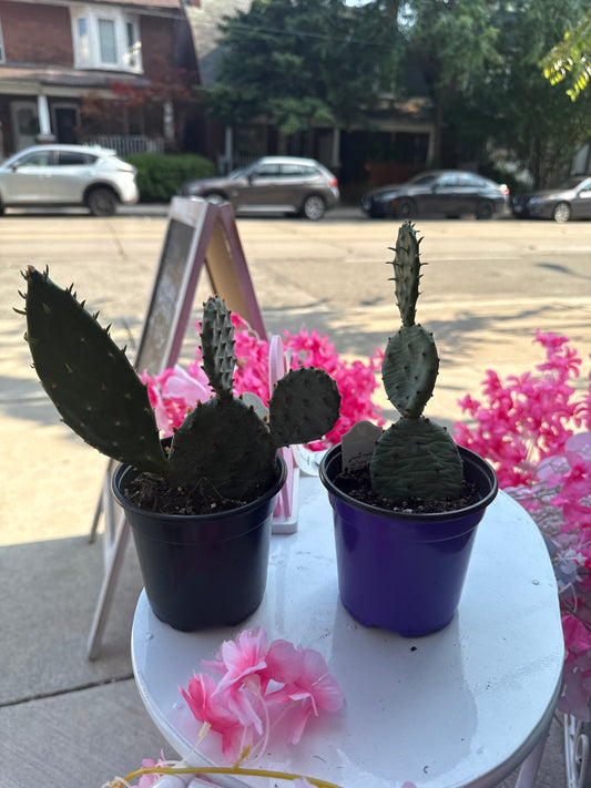 Prickly Pear Cactus: Opuntia phaeacantha - 4 inch pot
