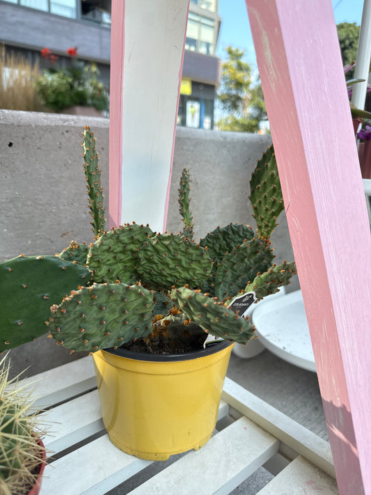 Prickly Pear Cactus: Opuntia phaeacantha - 6 inch pot