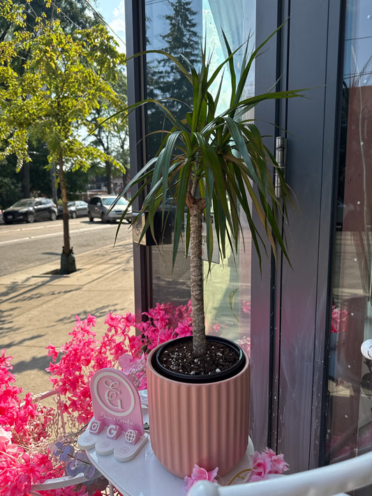 Tall Dragon Tree: Dracaena marginata - 6 inch pot