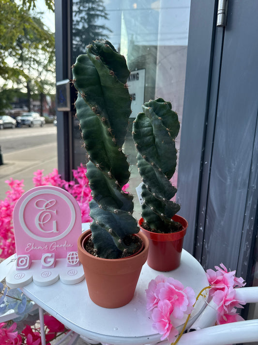 Twisted Cactus: Cereus spiralis - 4 inch pot