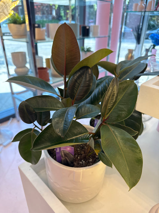 Green Rubber Bush: Ficus elastica 'Robusta' - 6 inch pot