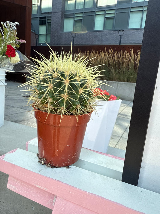 Golden Barrel Cactus: Echinocactus grusonii - 4 inch pot