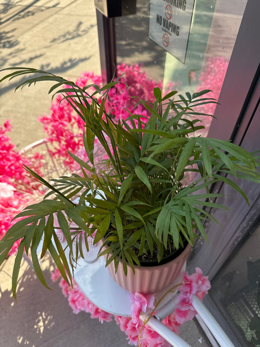 Parlour Palm: Chamaedorea elegans - 6 inch pot