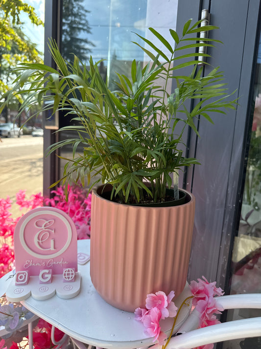 Parlour Palm: Chamaedorea elegans - 6 inch pot