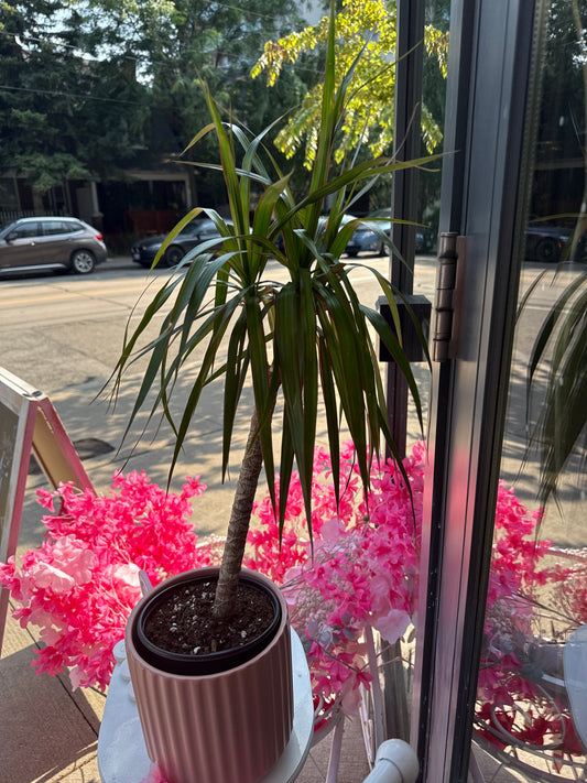 Tall Dragon Tree: Dracaena marginata - 6 inch pot