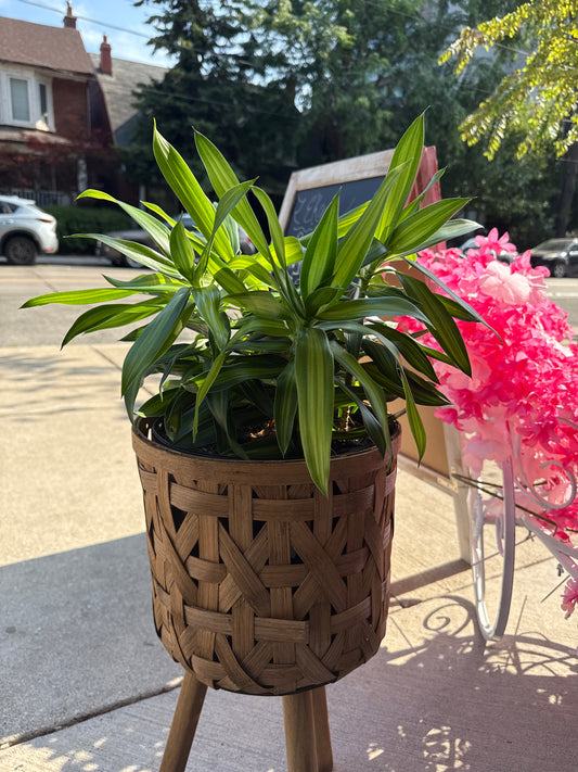Song of Jamaica Cane: Dracaena reflexa - 10 inch pot