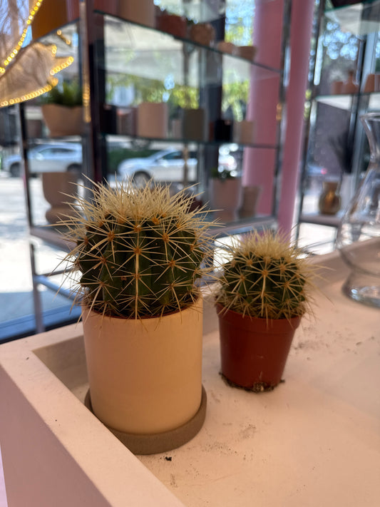 Golden Barrel Cactus: Echinocactus grusonii - 4 inch pot