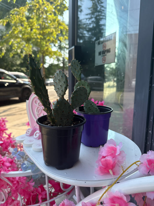 Prickly Pear Cactus: Opuntia phaeacantha - 4 inch pot