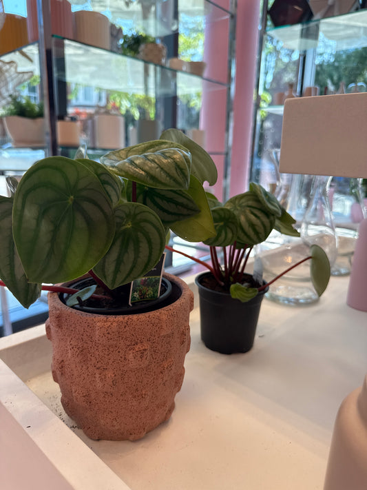 Watermelon Peperomia: Peperomia argyreia - 4 inch pot