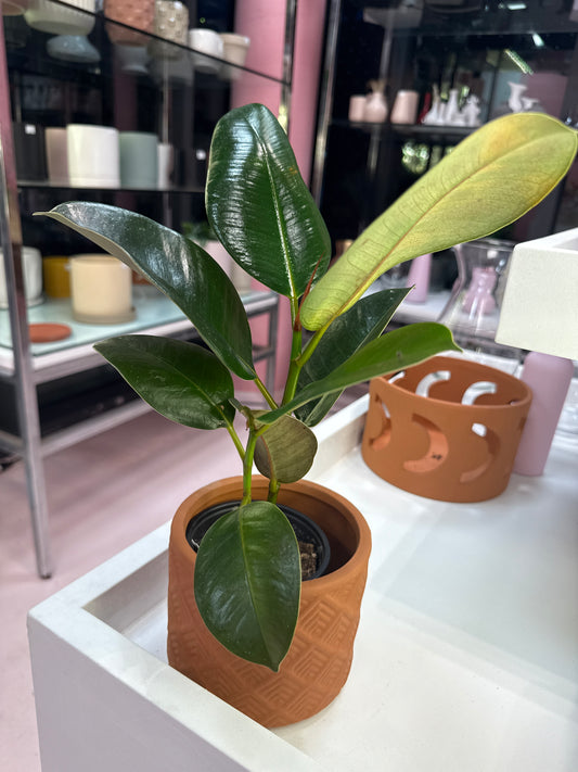 Baby Rubber Plant: Peperomia obtusifolia - 4 inch pot