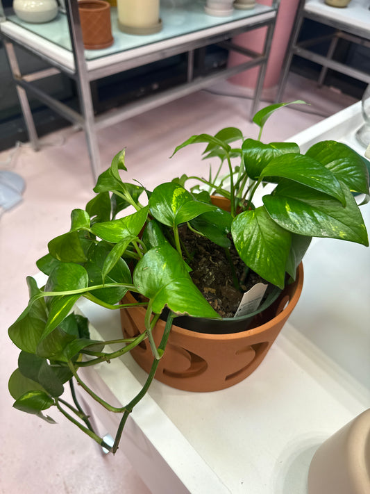 Golden Pothos - 6 inch pot