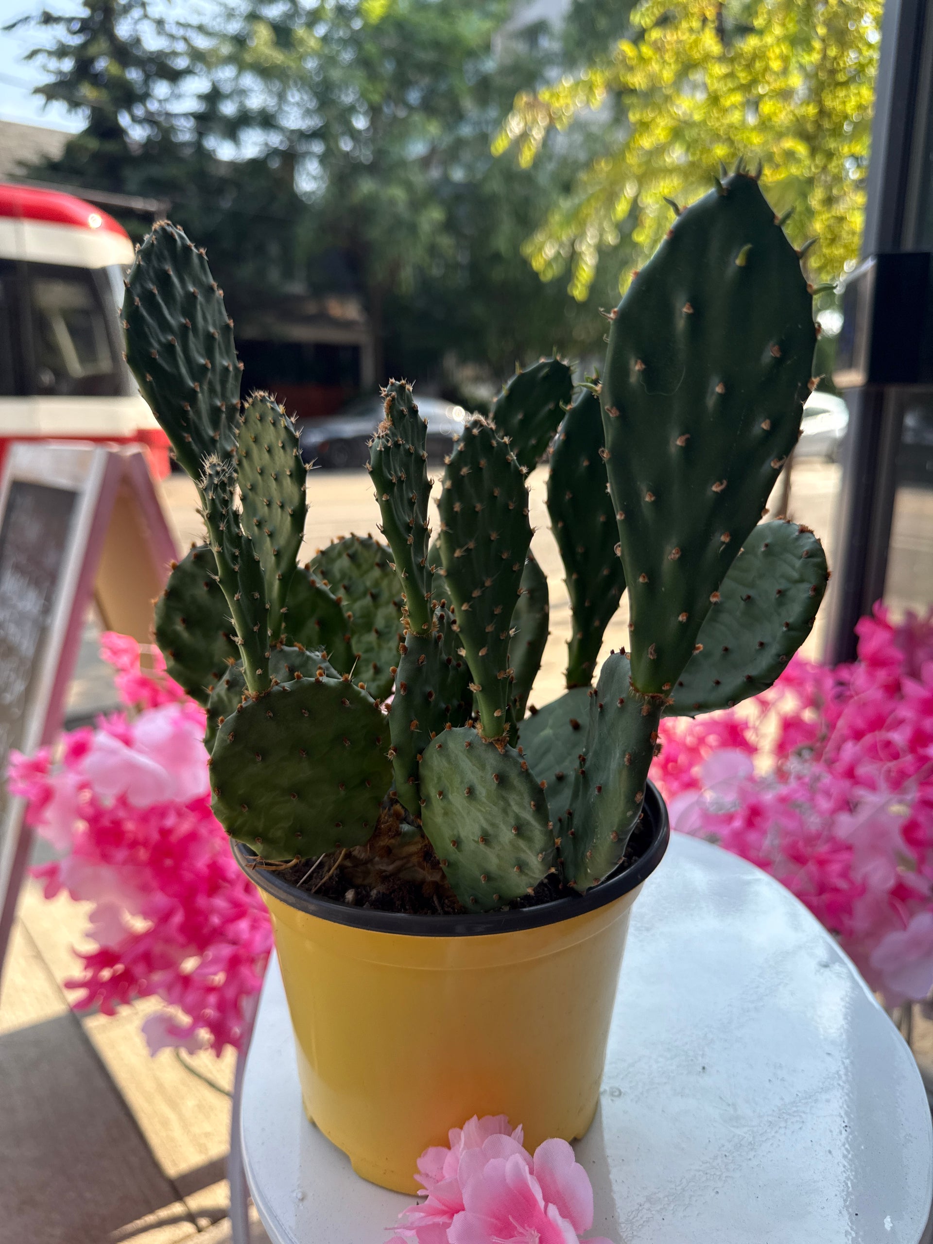 prickly pear cactus with pink flowers Opuntia Prickly Pear (6in)