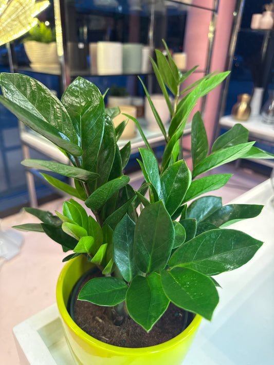 Zz plant - 6 inch pot