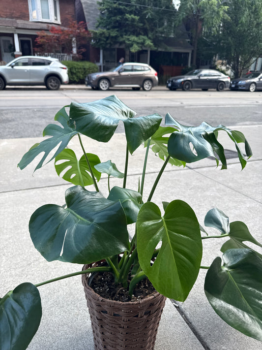 Swiss Cheese Plant: Monstera deliciosa - 10 inch pot - 2-3 foot tall