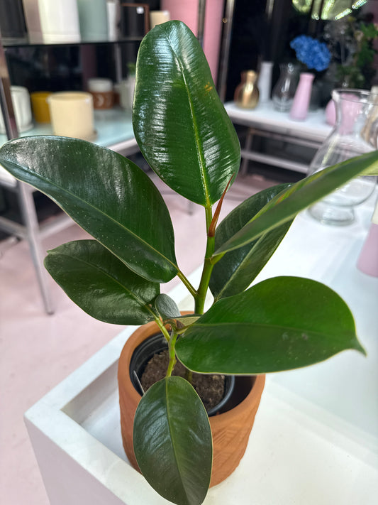 Baby Rubber Plant: Peperomia obtusifolia - 4 inch pot