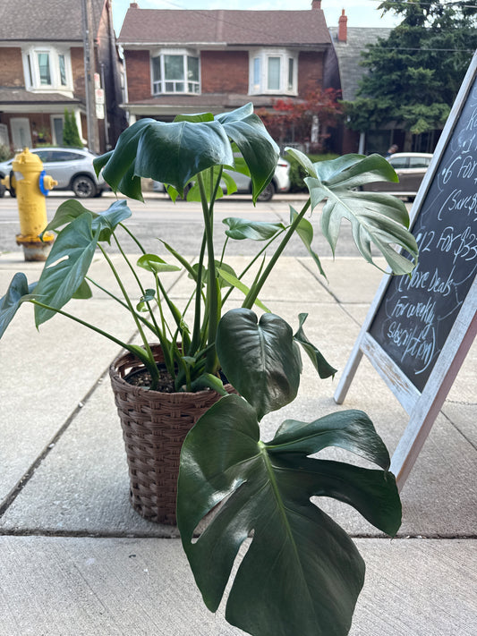 Swiss Cheese Plant: Monstera deliciosa - 10 inch pot - 2-3 foot tall