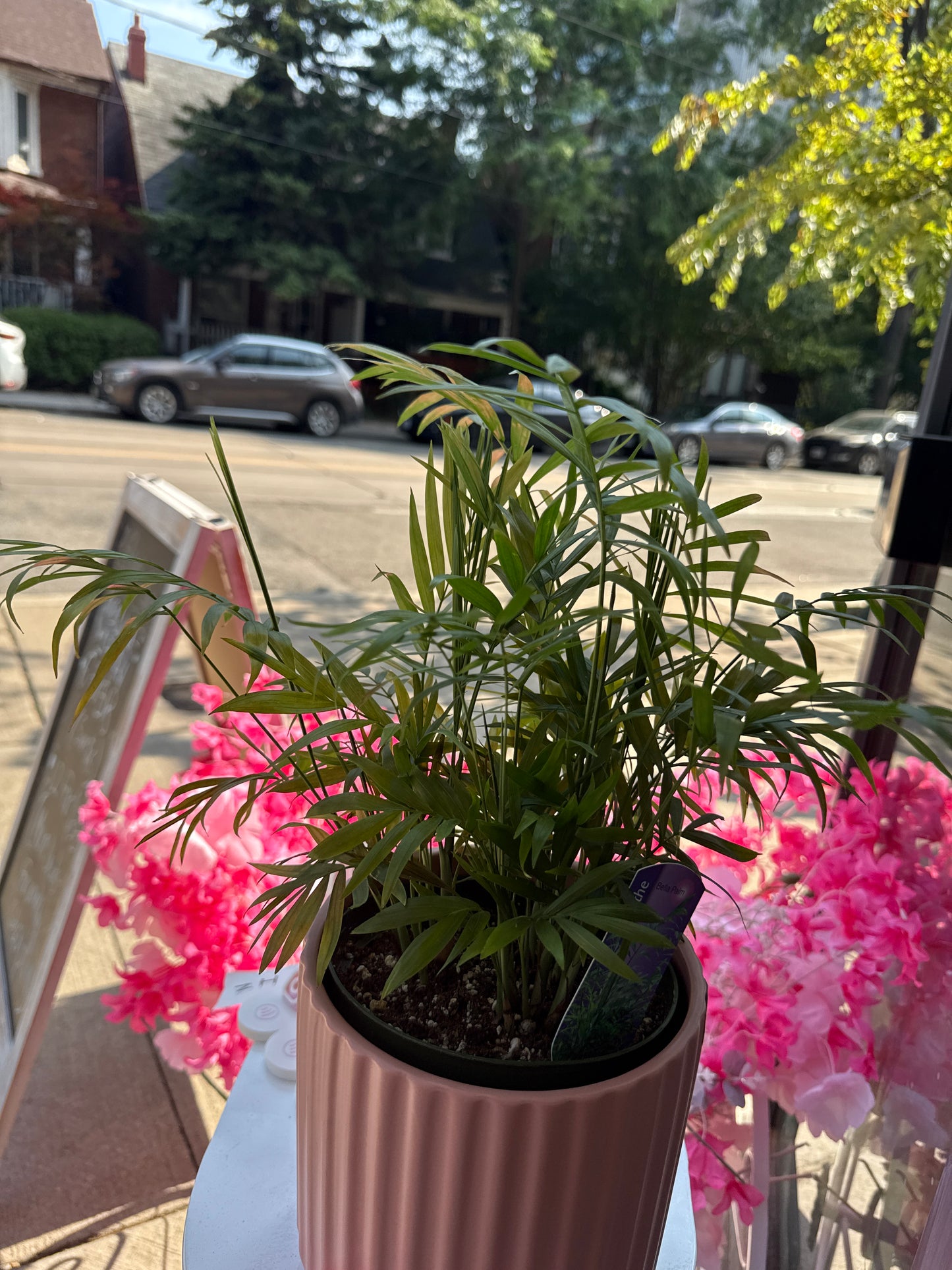Parlour Palm: Chamaedorea elegans - 6 inch pot