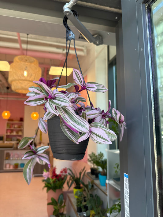 Bubblegum Wandering Plant: Tradescantia 'Nanouk' - 6 inch hanging basket
