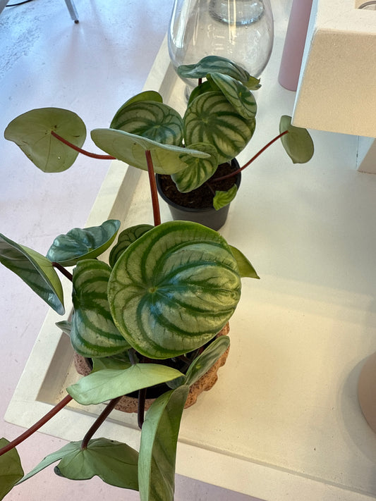 Watermelon Peperomia: Peperomia argyreia - 4 inch pot