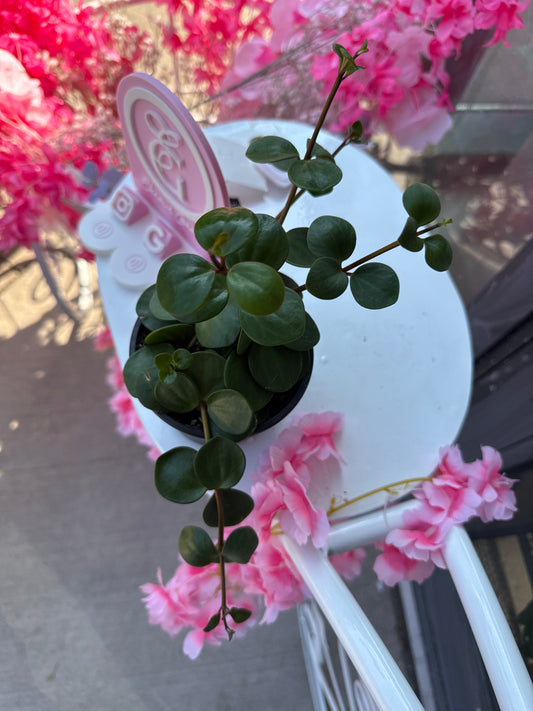 Peperomia Hope – Peperomia perciliata (4” Pot)