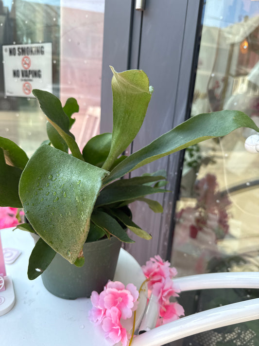 Staghorn Fern: Platycerium bifurcatum - 6 inch pot
