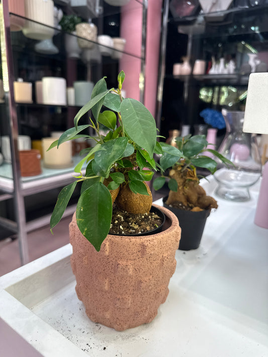 Ginseng Ficus Bonsai: Ficus retusa - 4 inch pot